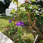 Nature 3*